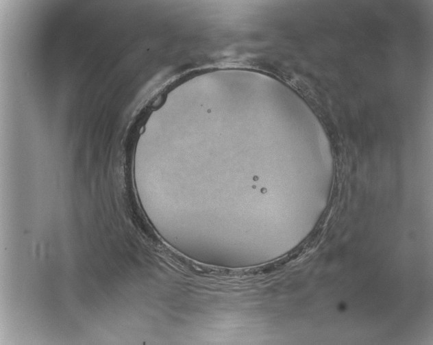 X0000064750295200603031740