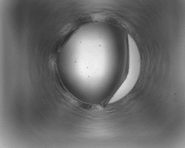 X0000064750329200603031740