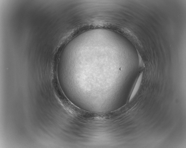 X0000064750496200603031737