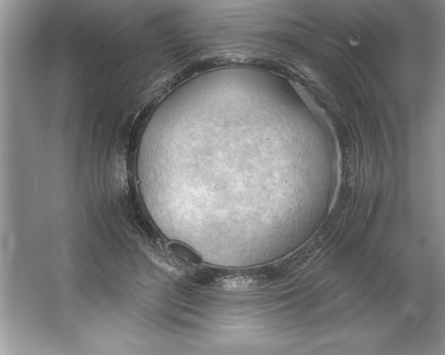 X0000064750500200603031737