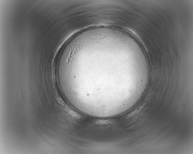 X0000064750835200603031731