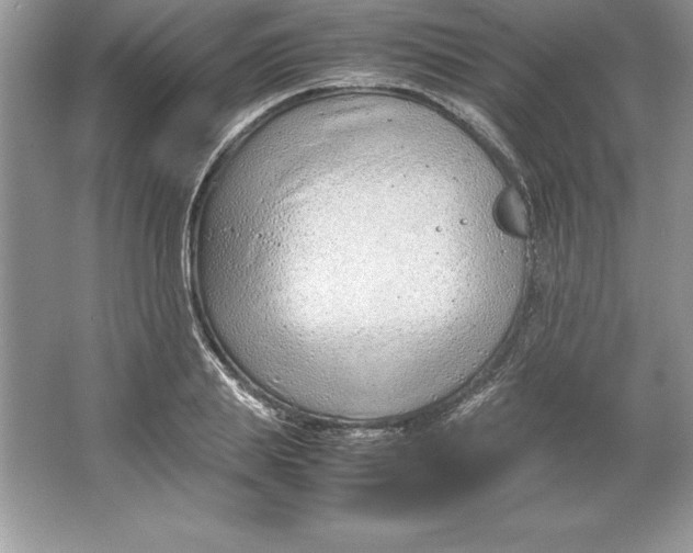 X0000064750839200603031731