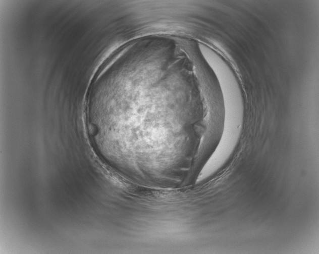 X0000064750899200603031730