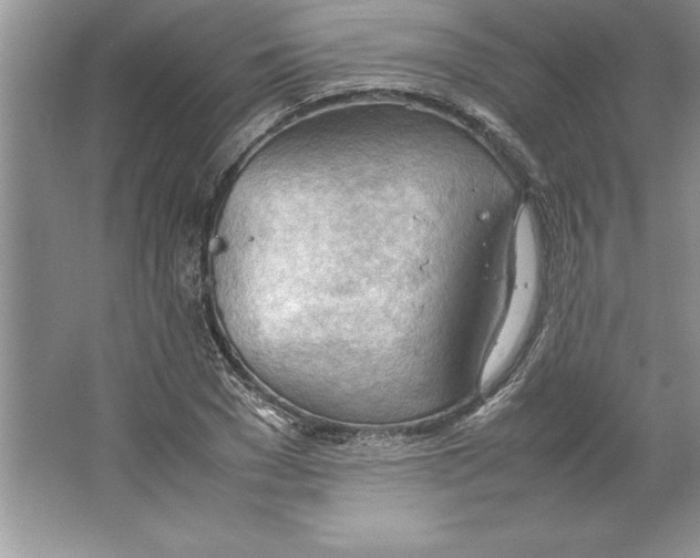 X0000064750977200603031729