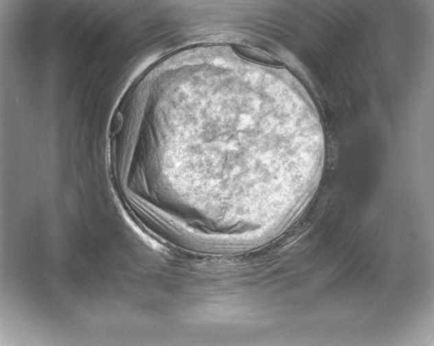 X0000064751095200603031727