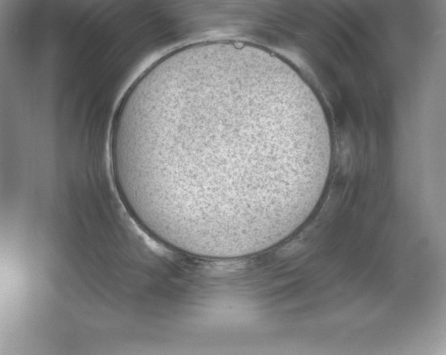 X0000064751294200603031724