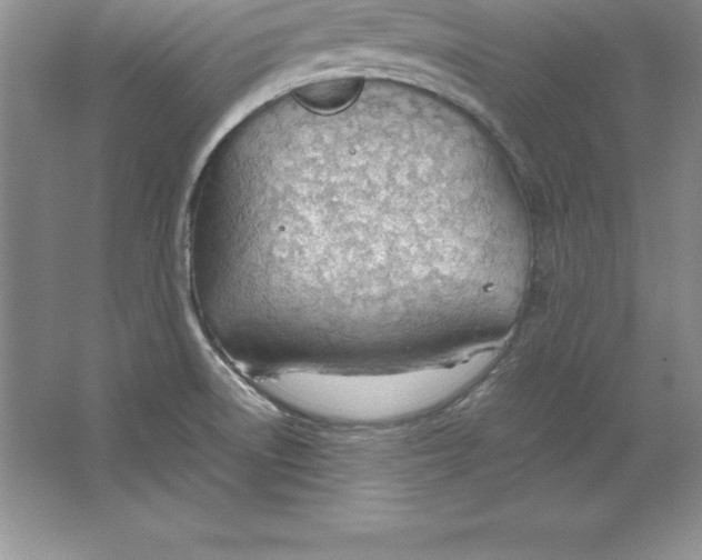 X0000064751522200603031720