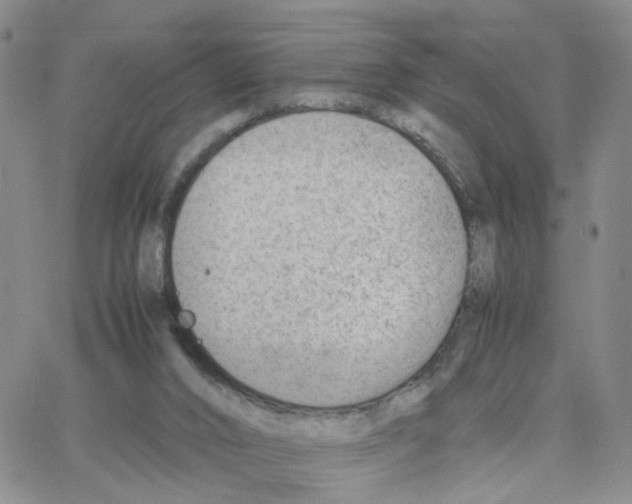 X0000064750016200603131355