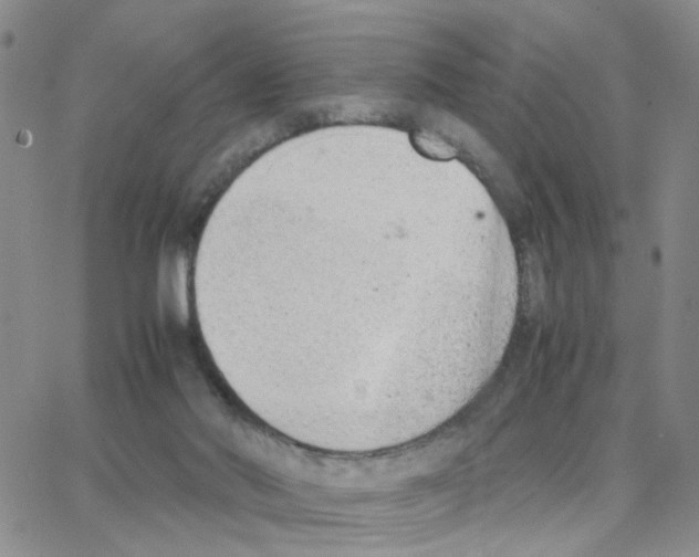 X0000064750022200603131355