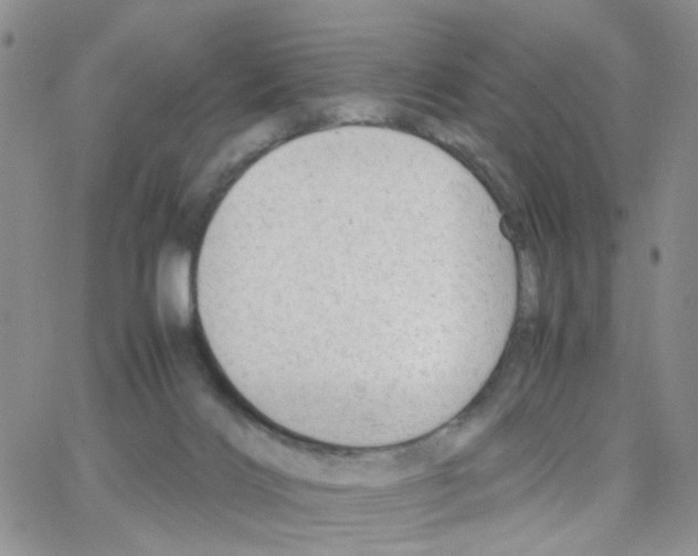 X0000064750028200603131355