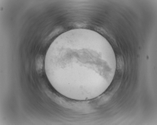 X0000064750032200603131354