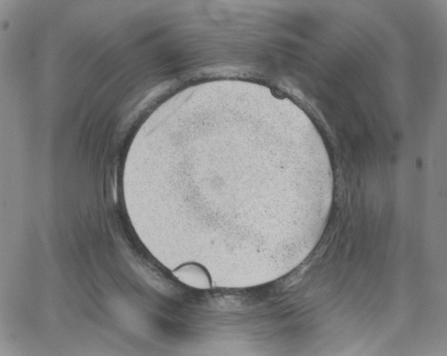 X0000064750062200603131354