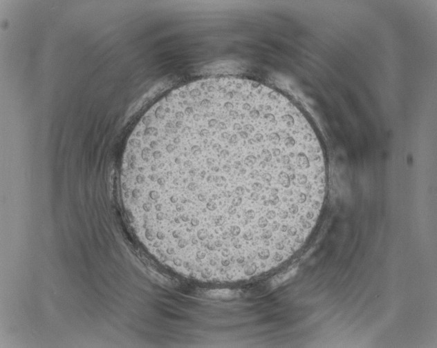 X0000064750153200603131352