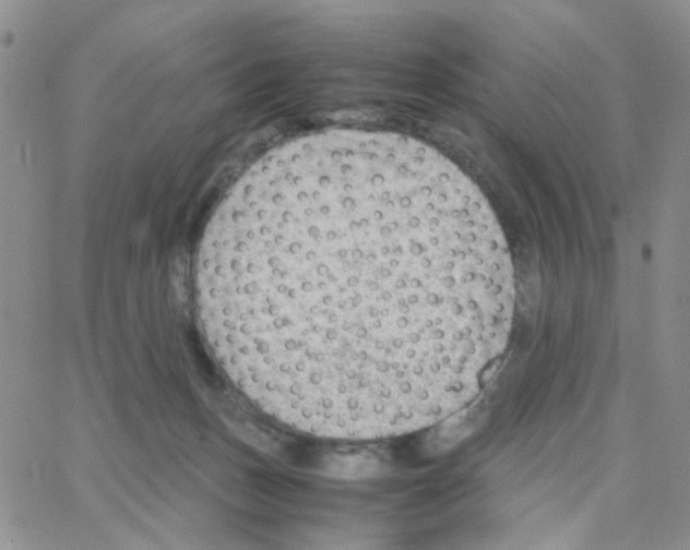 X0000064750175200603131352