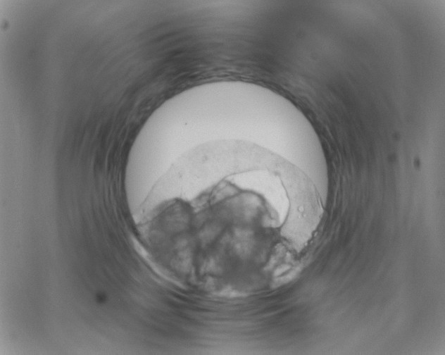 X0000064750185200603131353