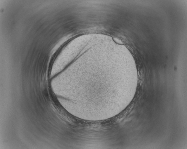 X0000064750196200603131352