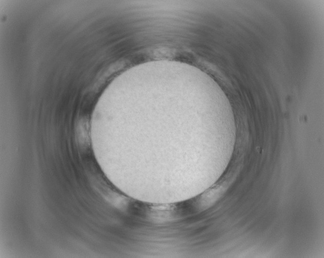 X0000064750240200603131351