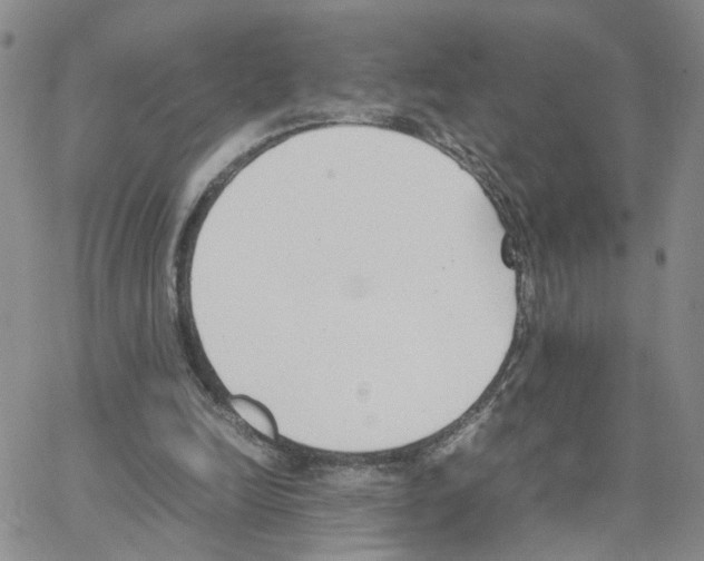 X0000064750246200603131350