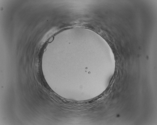 X0000064750295200603131350