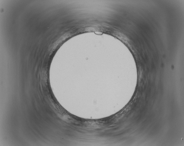 X0000064750297200603131350