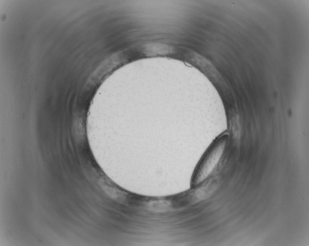 X0000064750426200603131348