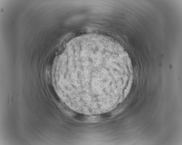 X0000064750527200603131346