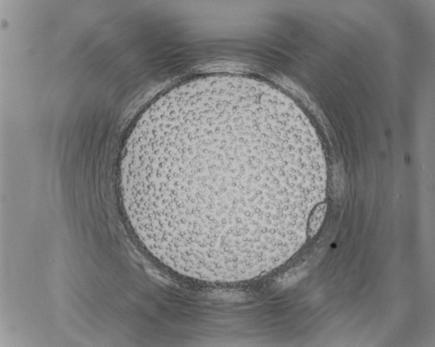 X0000064750529200603131346