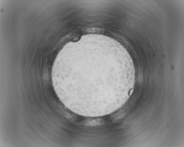 X0000064750569200603131346