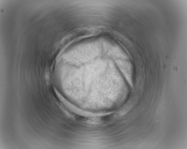 X0000064750720200603131343