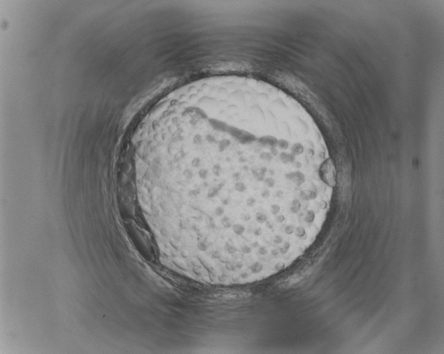 X0000064750721200603131343