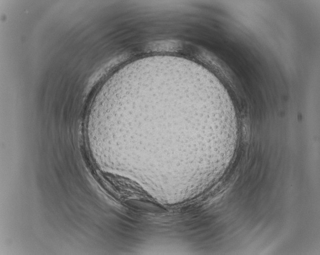 X0000064750725200603131343