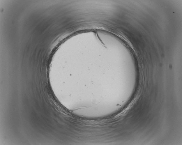 X0000064750781200603131342