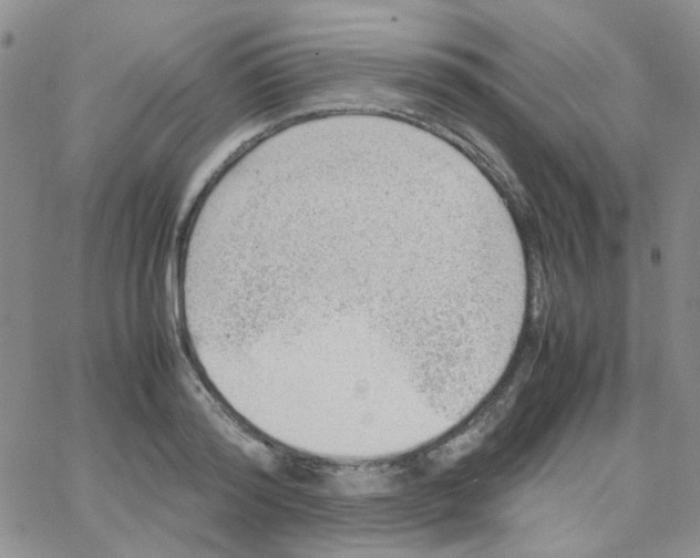 X0000064750796200603131342