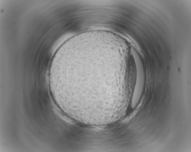 X0000064750814200603131342