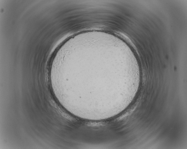 X0000064750835200603131341