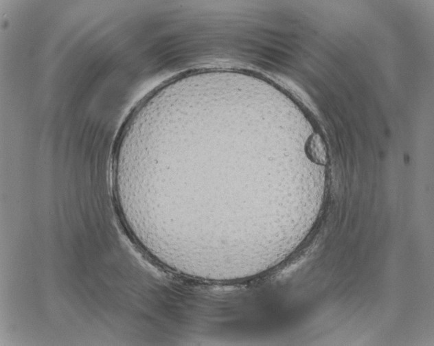 X0000064750839200603131341