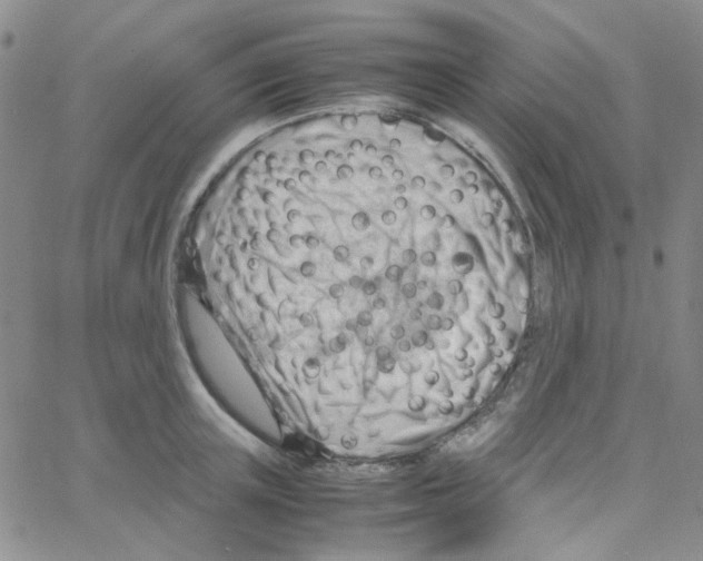 X0000064750851200603131342