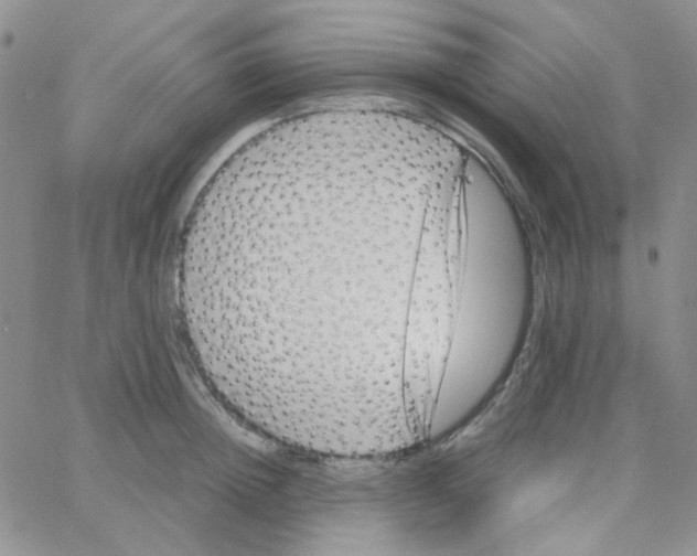 X0000064750852200603131342