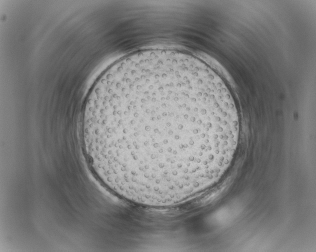 X0000064750855200603131342