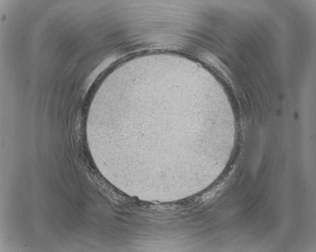 X0000064750875200603131341