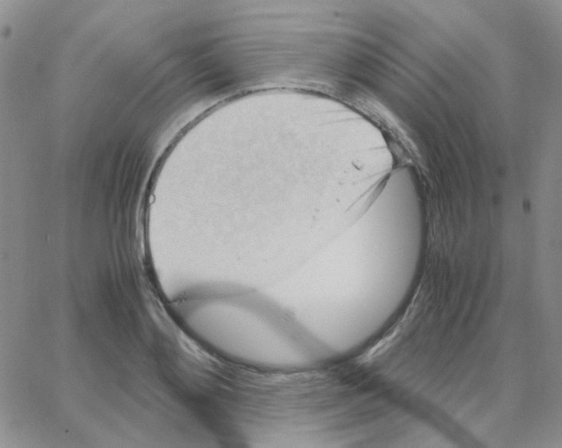 X0000064750892200603131340