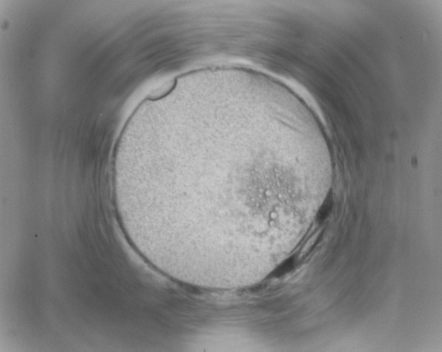 X0000064750911200603131340