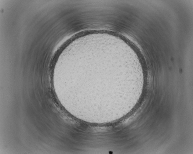 X0000064750925200603131340