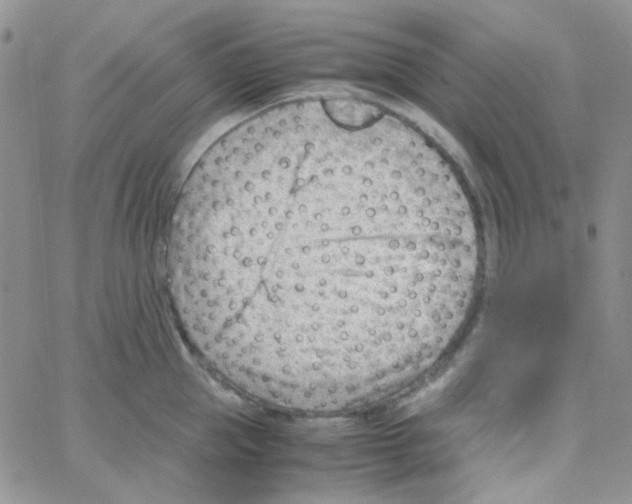 X0000064750953200603131340