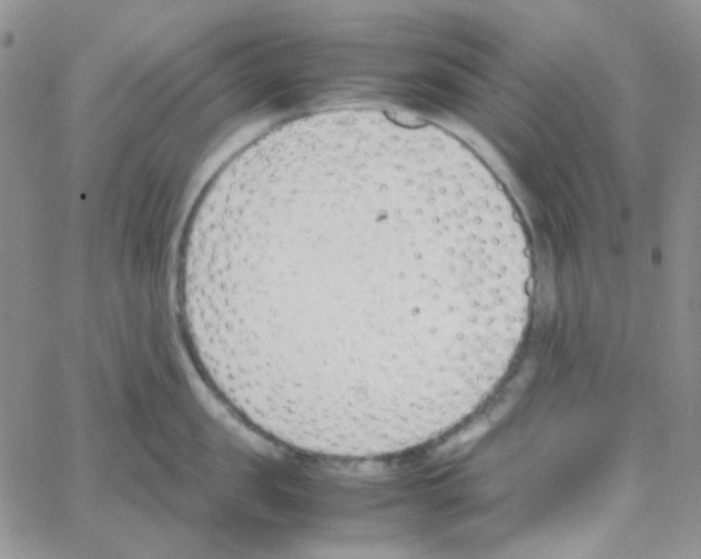 X0000064750957200603131340