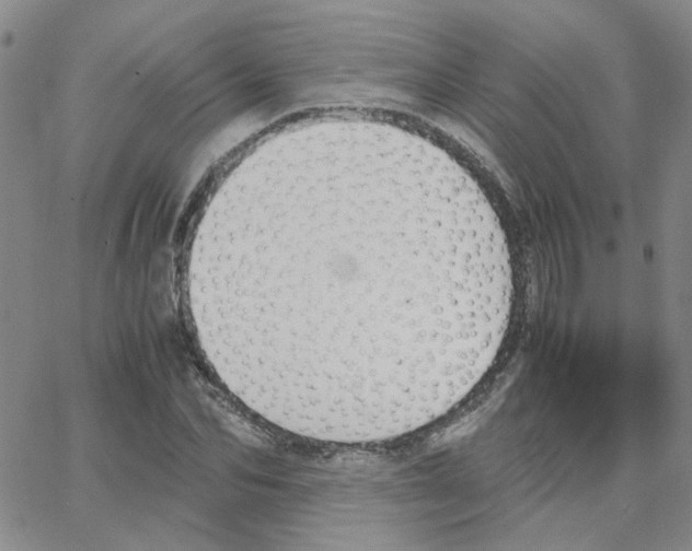 X0000064750974200603131339