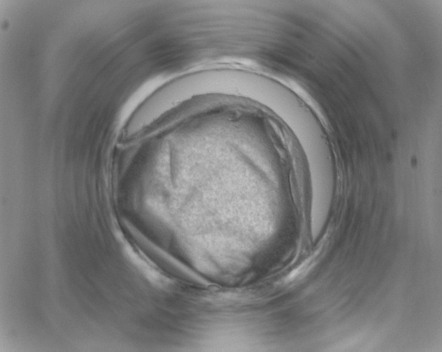 X0000064751054200603131339