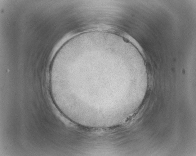 X0000064751099200603131337