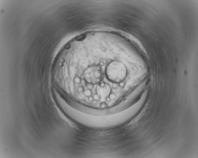 X0000064751231200603131335