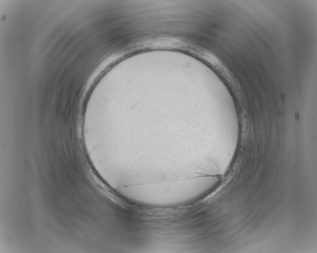 X0000064751232200603131335